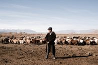 Man in Black Jacket Standing Near Brown and White Goats