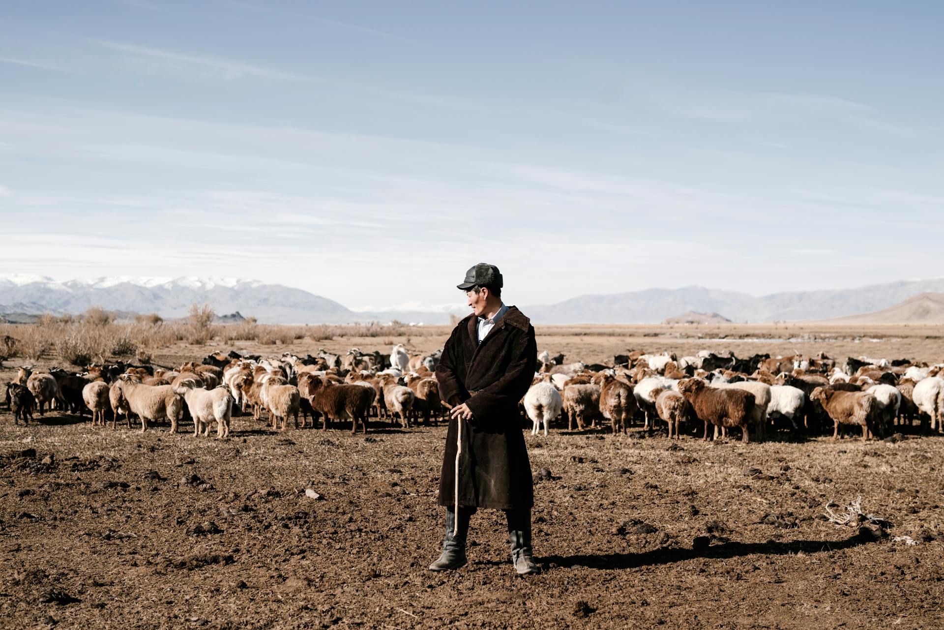 Herder Guarding Herd of Livestock in Far East Steppe