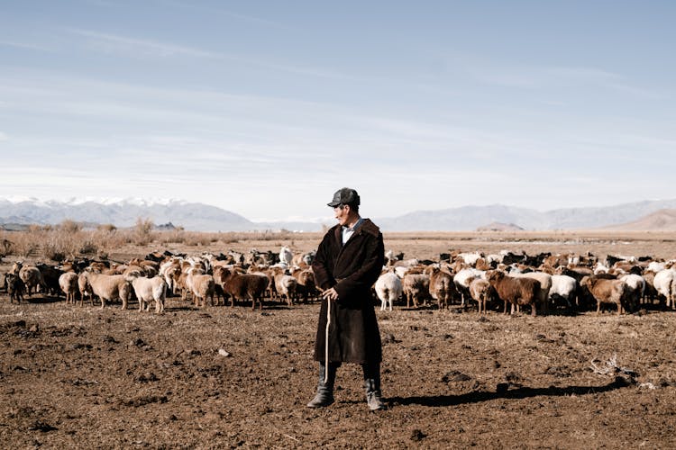 Herder Guarding Herd Of Livestock In Far East Steppe