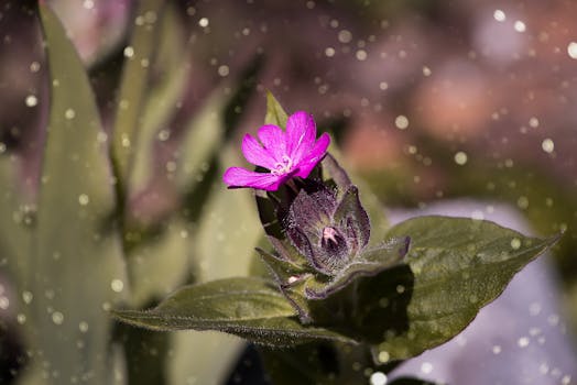 Nature wallpaper of nature, summer, garden, petals