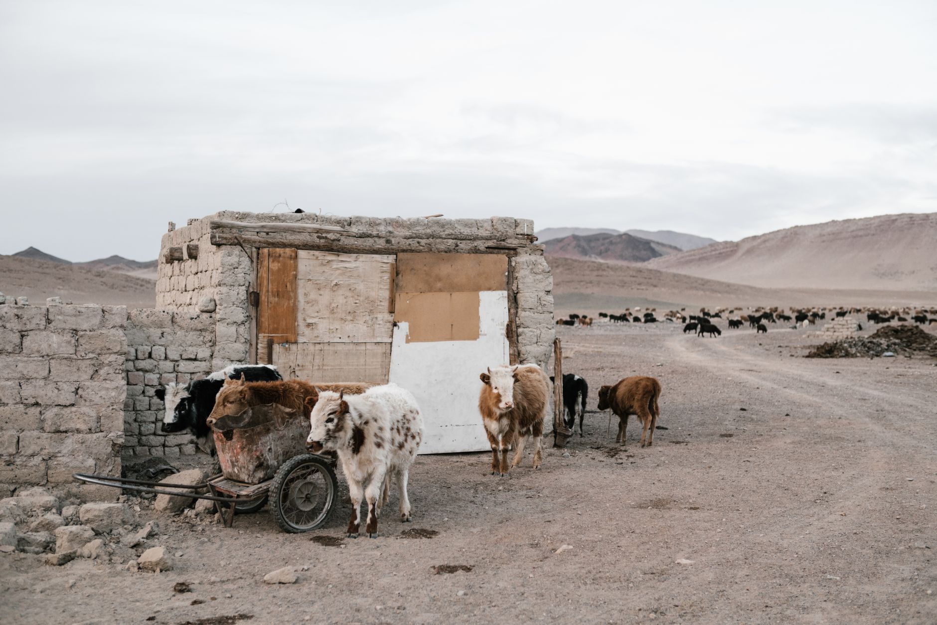 A rustic cattle pen and desert landscape capture the rugged beauty of rural farming.