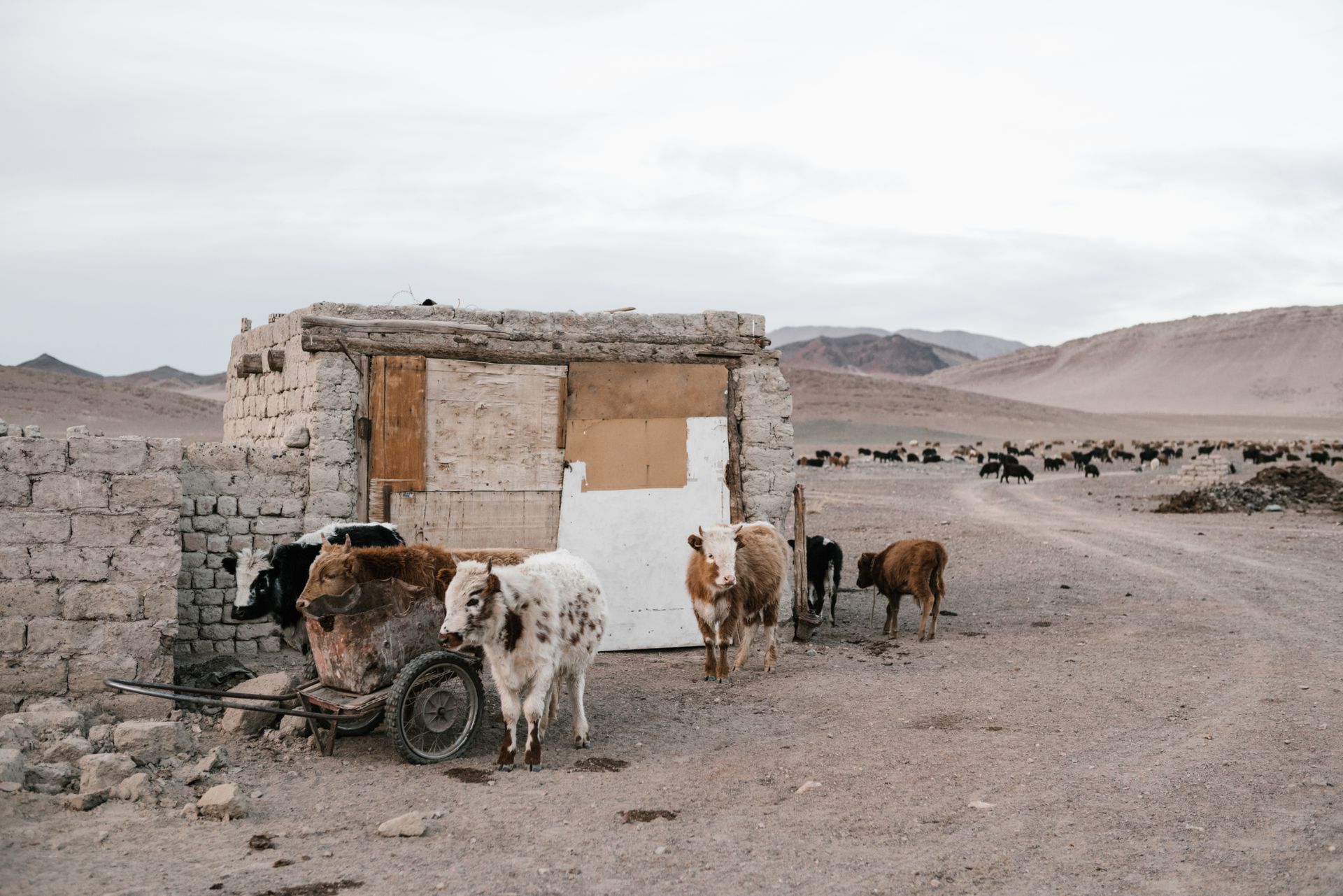 Cattle on Abandoned Farm in Desert Area