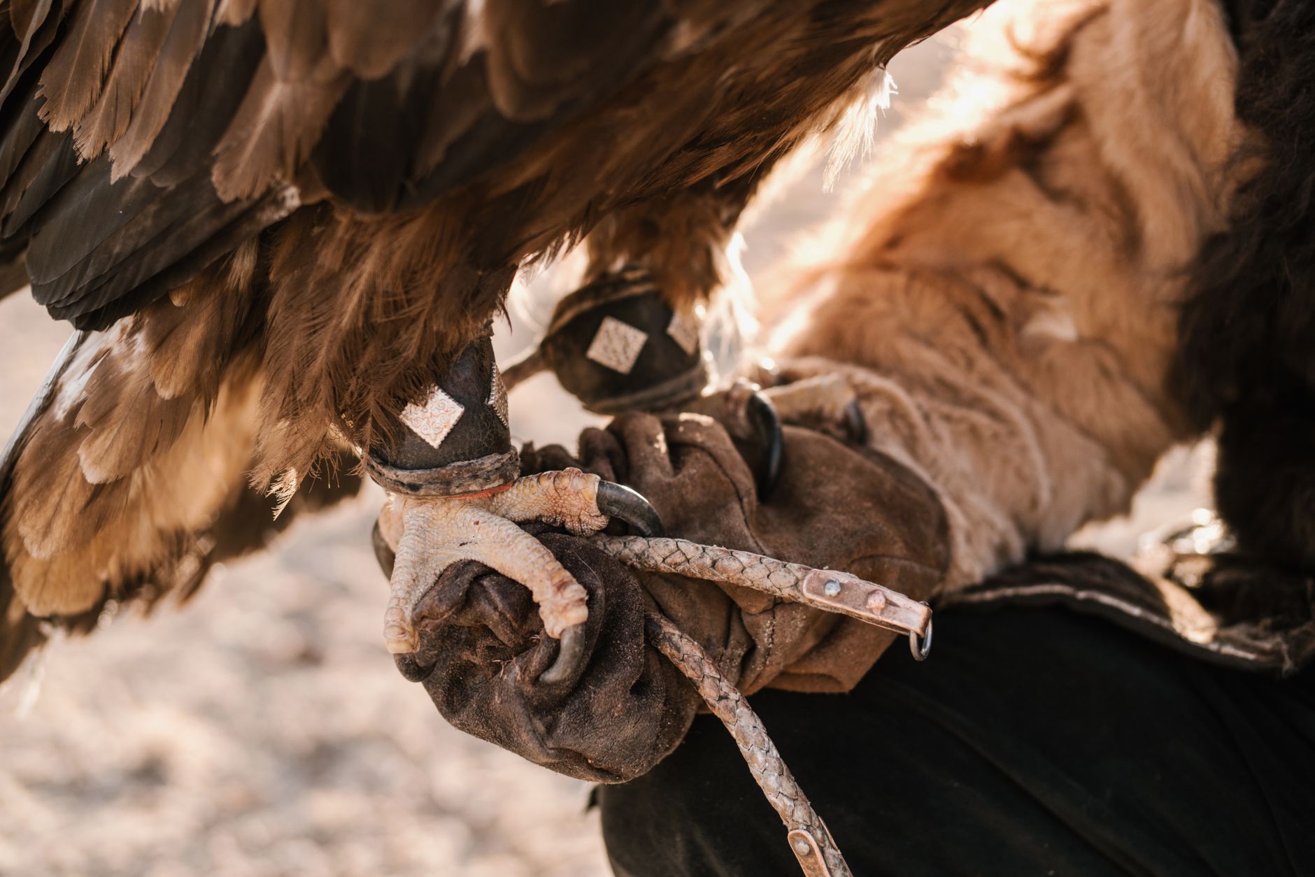 Detailed close-up showing the majestic eagle perched on its handler's glove, highlighting training in wildlife.