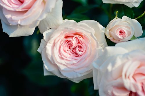 Free Селективная фокусировка цветов розовых роз Stock Photo