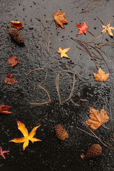 潮湿的人行道上，用色彩缤纷的秋叶、松果和松针拼成的数字30装饰着路面