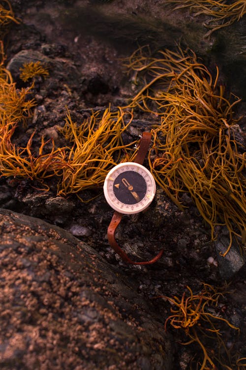 Kostnadsfri bild av armbandsur, äventyr, kompass