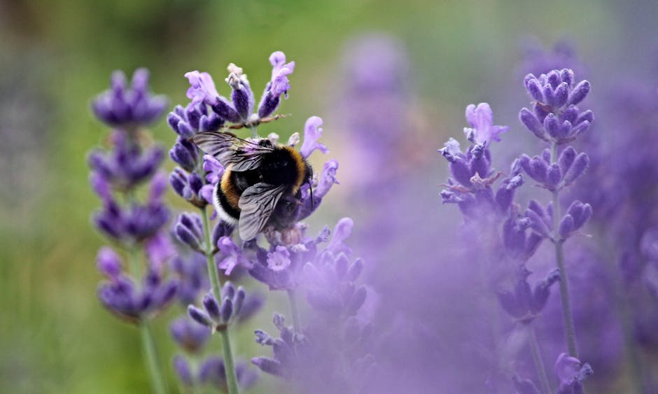 bee, blur, close-up