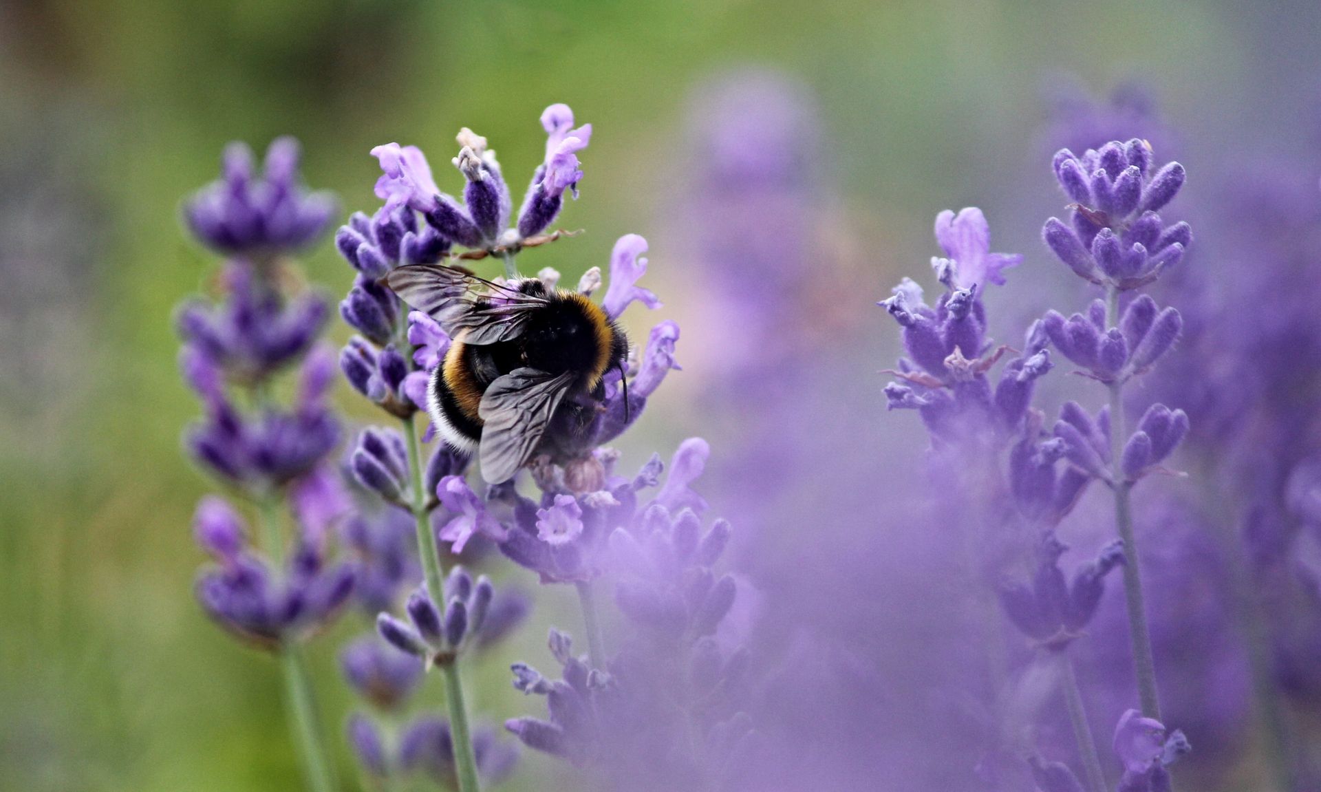Bed of Lavender