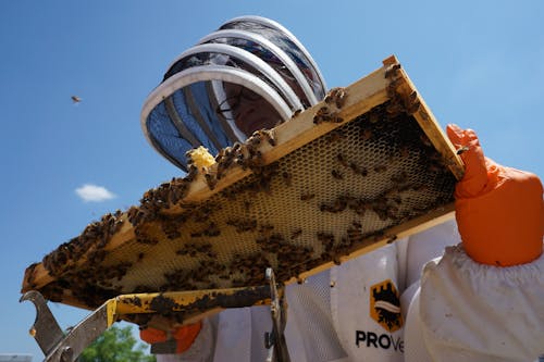 無料 ハイブ, はちみつ, ミツバチの無料の写真素材 写真素材