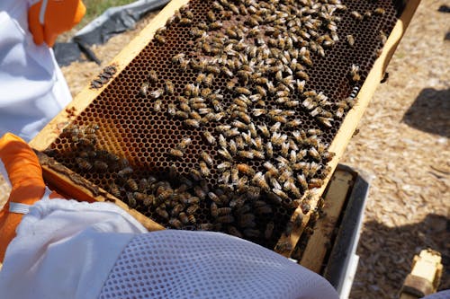 Бесплатное стоковое фото с крупный план, Пчеловодство, улей