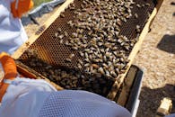 Brown and Black Bee on Brown Wooden Frame