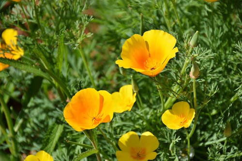 Ücretsiz Sarı Yapraklı çiçekler Stok Fotoğraflar