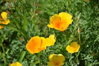 阳光明媚的花园里，充满活力的黄色冰岛罂粟花在户外绿叶丛中盛开