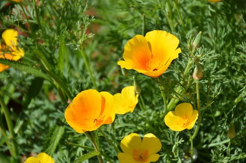 Free Vibrant yellow Iceland poppies blooming outdoors with green foliage in a sunny garden. Stock Photo