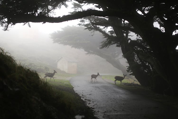 Deer Crossing Foggy Street