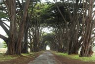 Cypress Road Tunnel 