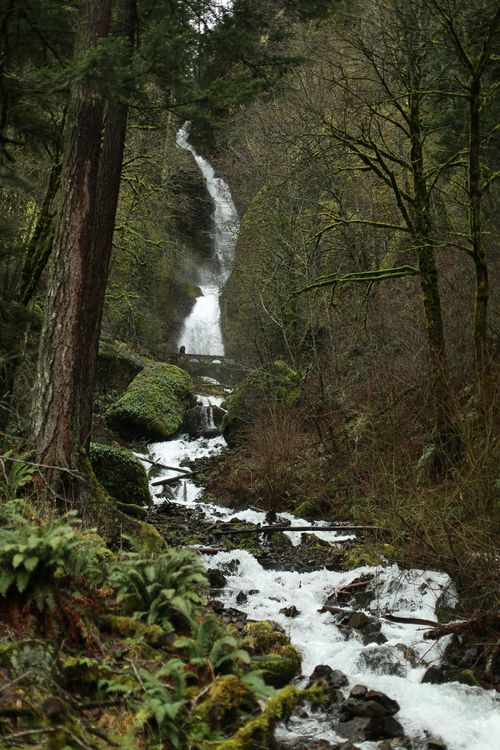 Free Serene waterfall in a dense forest, surrounded by greenery and flowing stream. Stock Photo