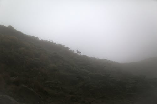 An Animal On A Mountain Under A Foggy Weather