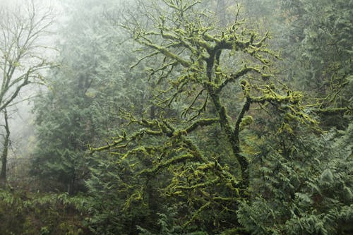 Bare Tree With Moss on Forest