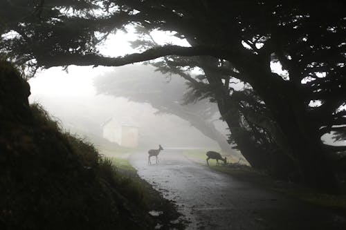 Two Deers On The Road On A Foggy Day