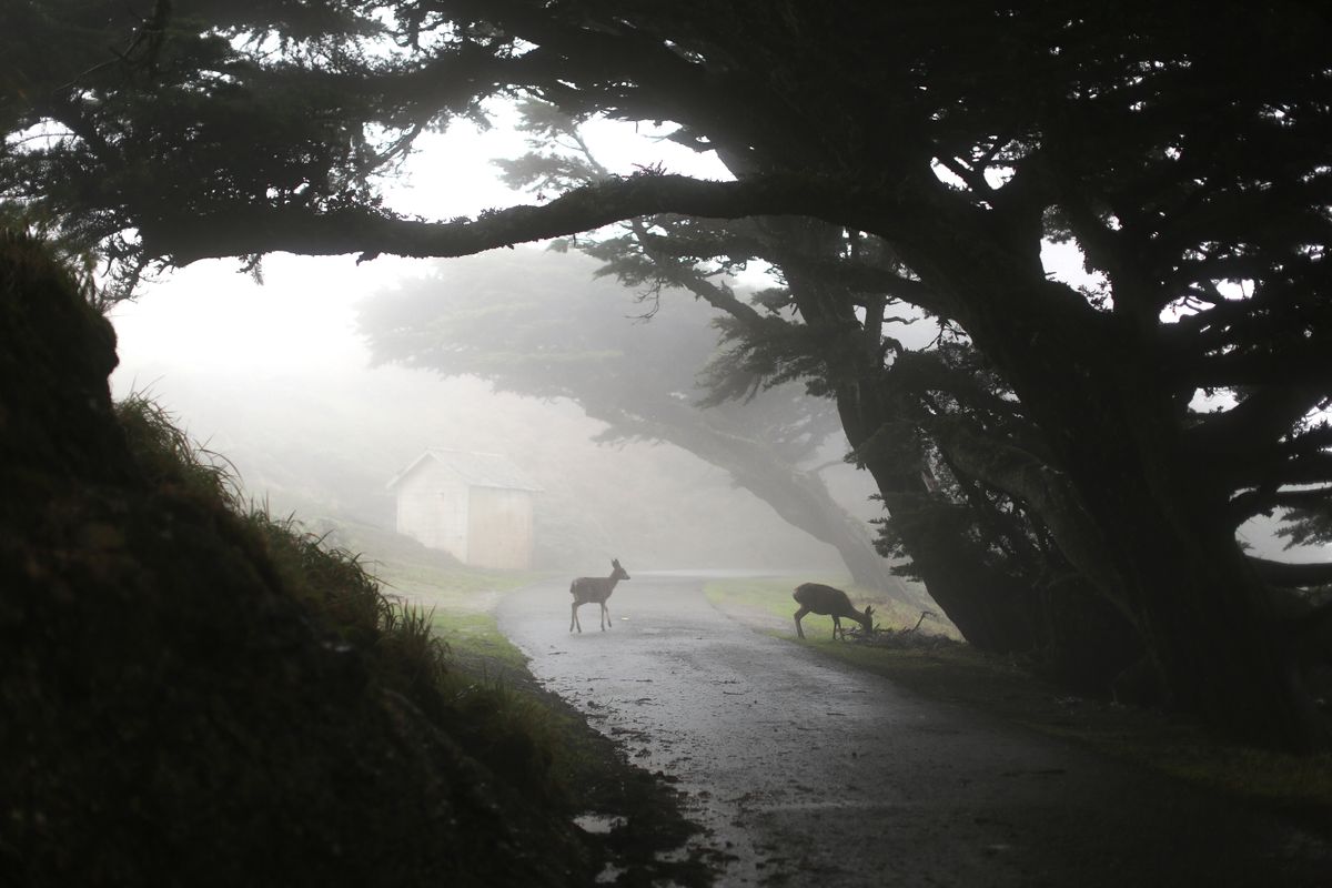 Two deer standing on a foggy rural road at dawn, illustrating deer strike risk during peak deer season