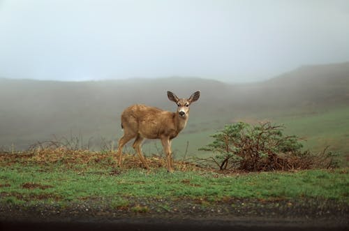 Brown Deer on Grass Field