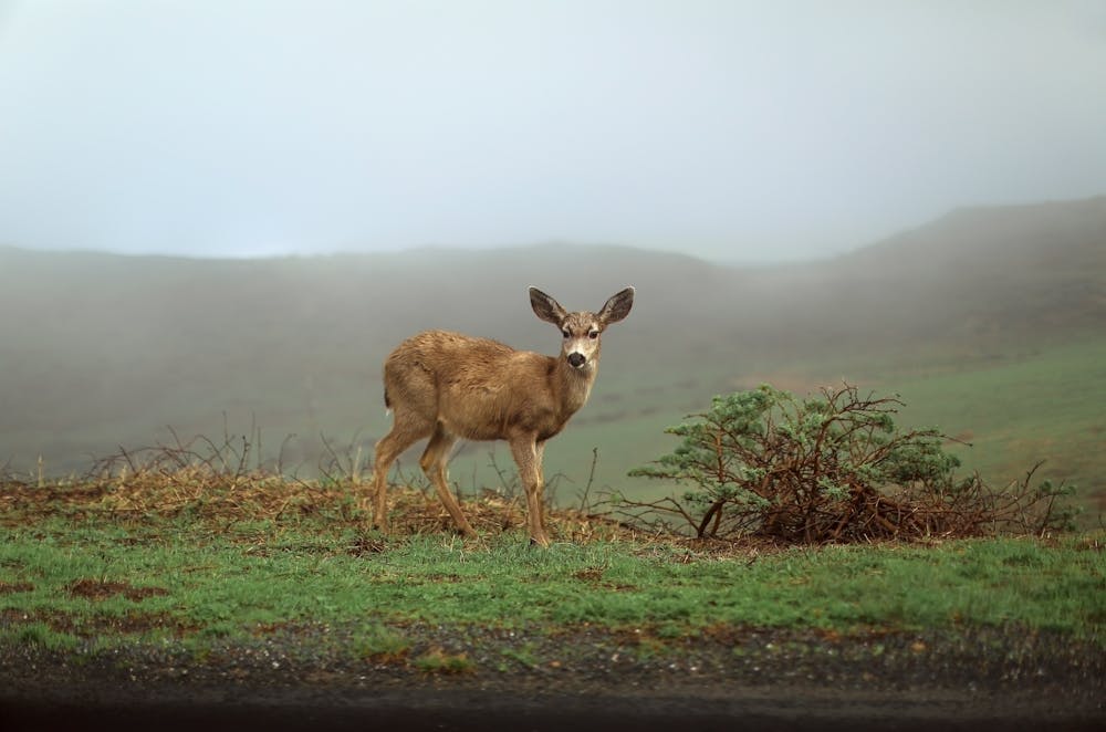 Deer @pexels.com