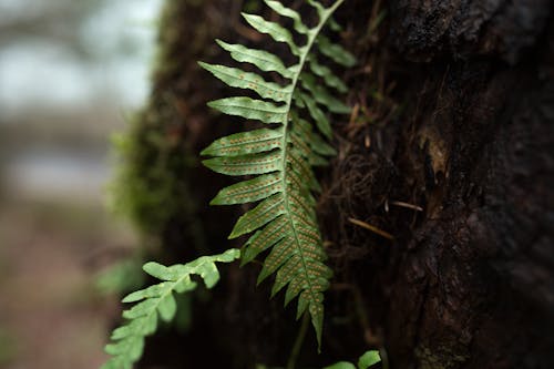 Foto stok gratis backgound kabur, Daun-daun, kayu