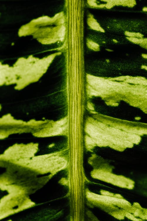 Macro Photography of a Leaf