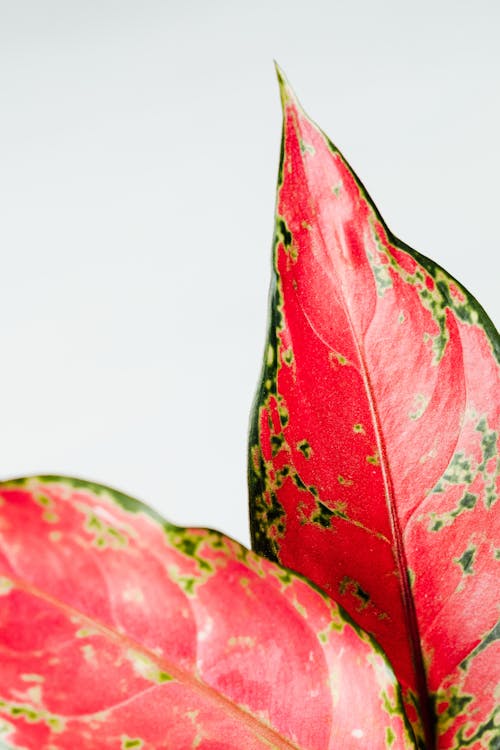 Red Aglonema Leaves On White Background
