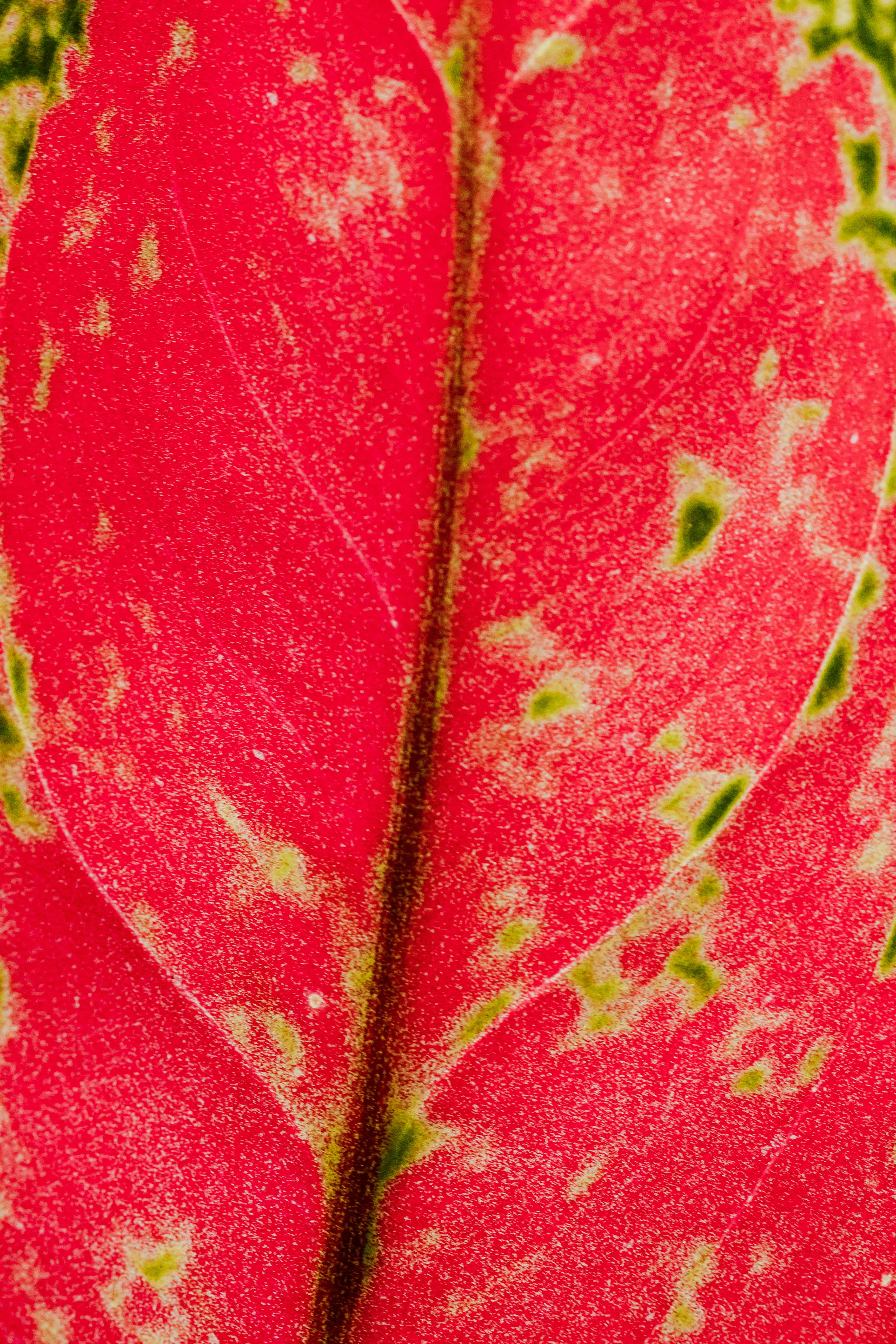 macro photography of a leaf