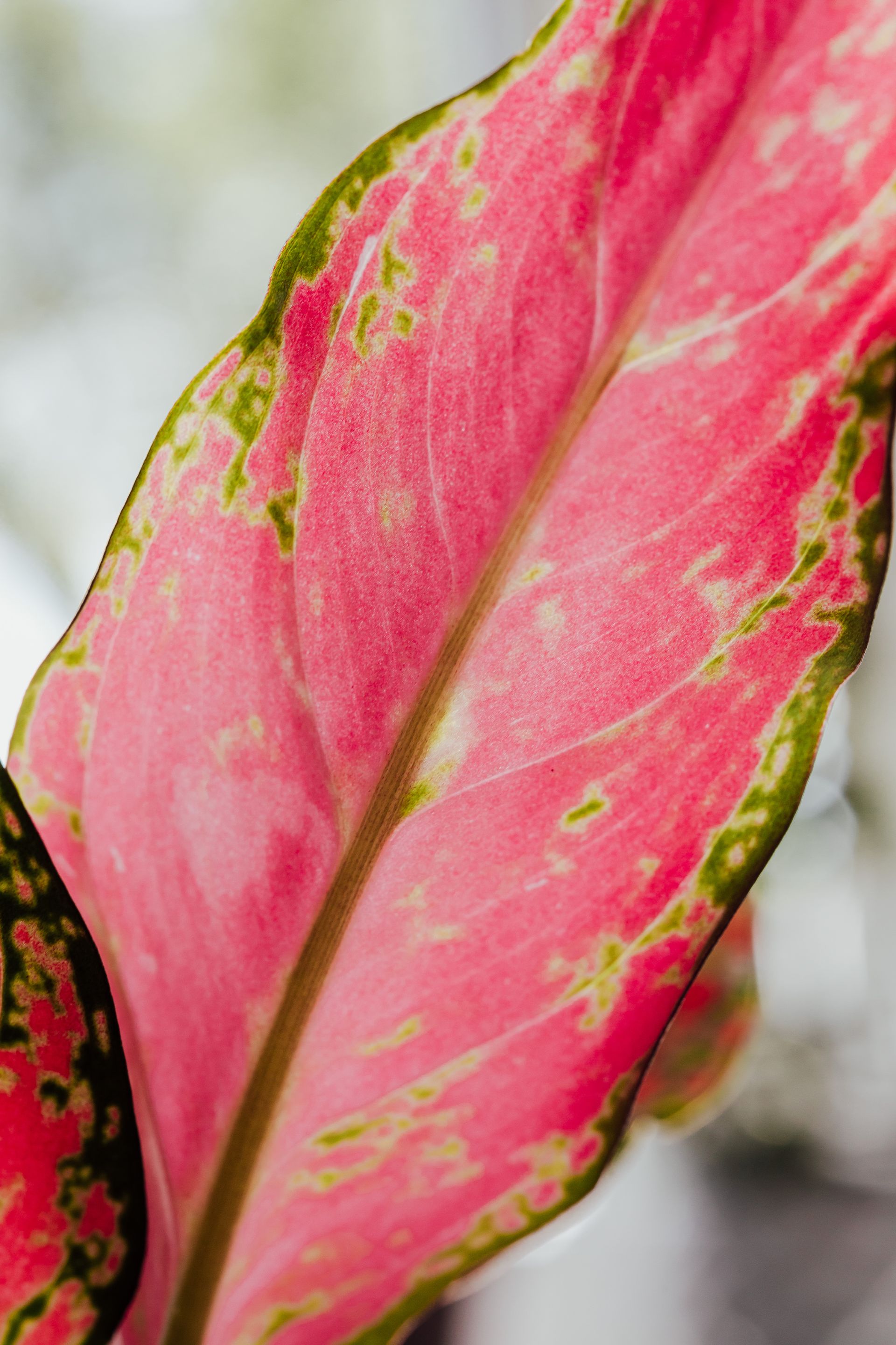 Detail Produk Aglaonema Pink Dumb