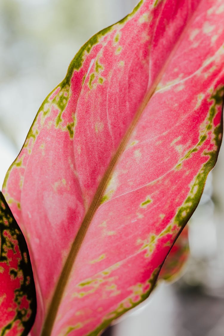 Pink Aglaonema Leaf