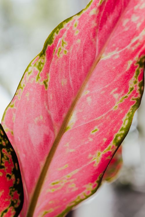 Free Bright and colorful Aglaonema leaf with pink and green patterns in close-up view. Stock Photo