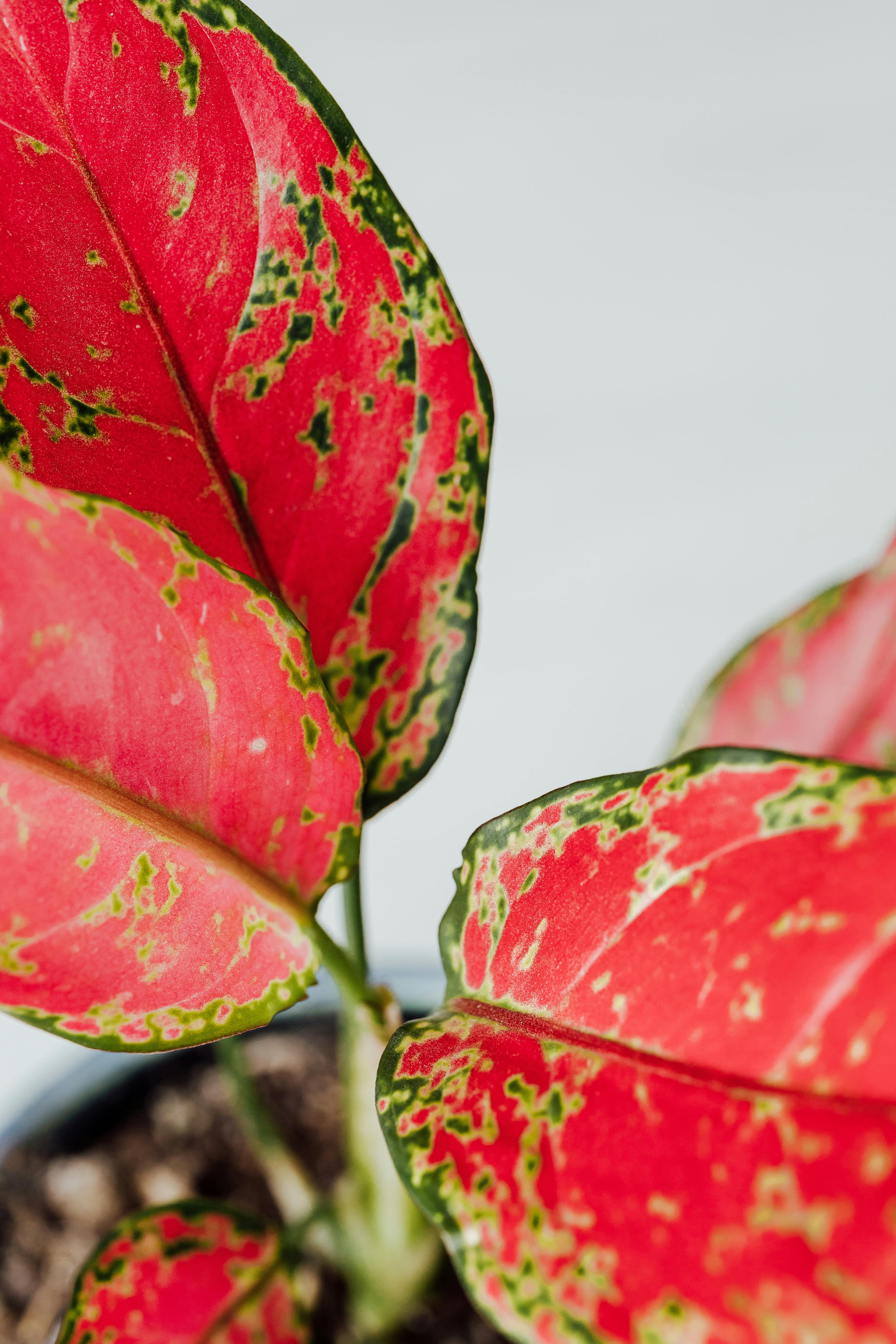 red background · Pexels