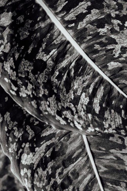 Darmowe zdjęcie z galerii z czarno-biały, liść, natura