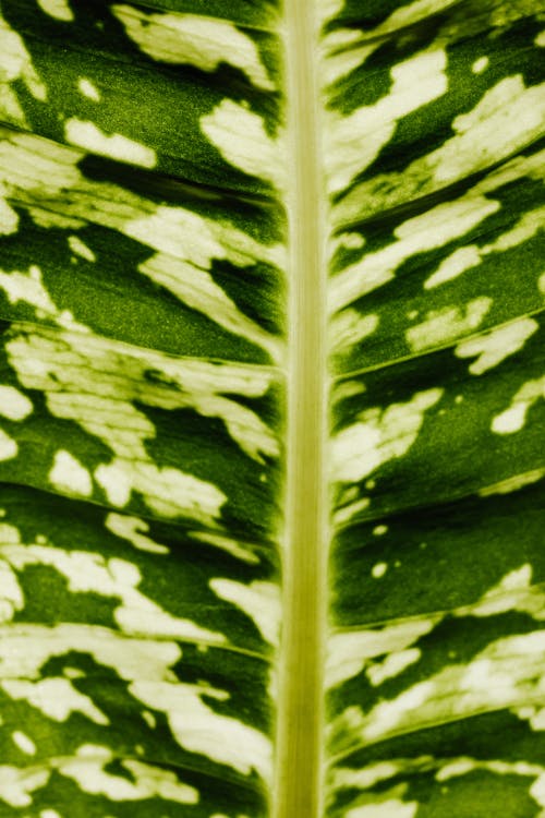 Macro Photography of a Leaf