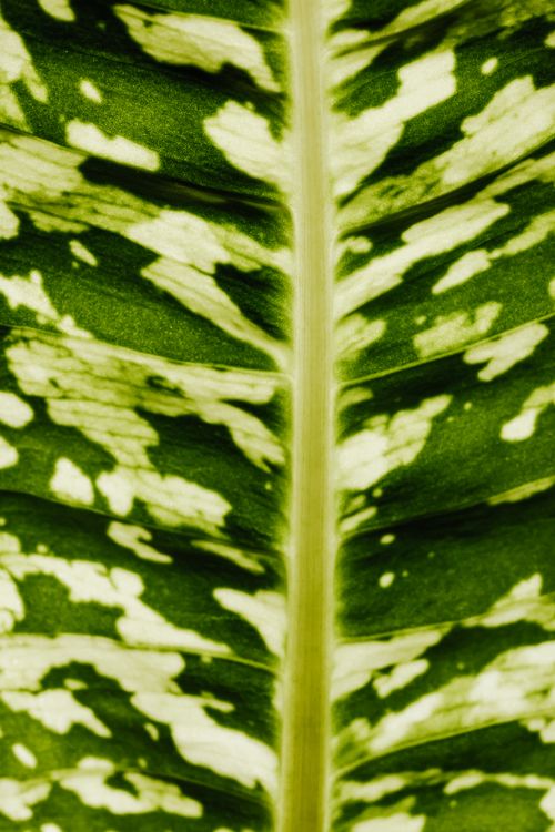 Free A detailed macro shot of a variegated leaf showcasing its vibrant green texture and intricate pattern. Stock Photo