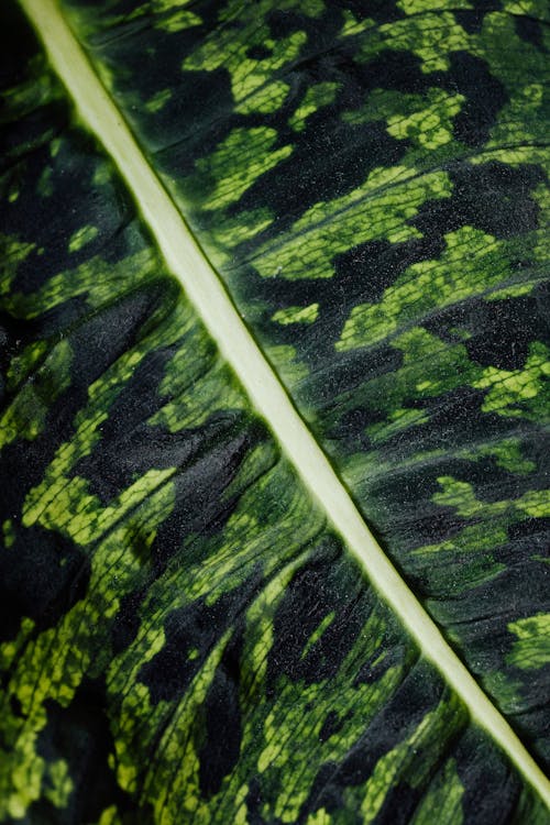 Macro Photography of a Leaf