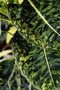 Green and Yellow Leaf Plant
