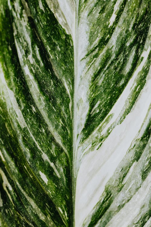 Macro Photography of a Leaf