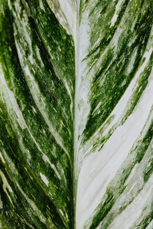 Free Macro shot of a vivid green leaf showcasing its natural texture and intricate patterns. Stock Photo