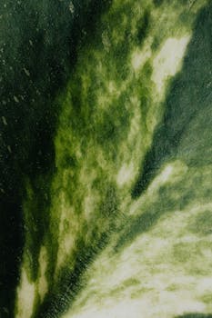 宏镜头详细展示了绿色和白色叶子的多样化纹理，非常适合作为背景