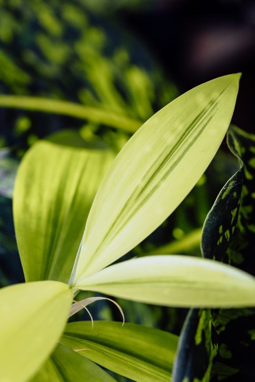 Free Detailed close-up of bright green leaves with intricate patterns in natural light. Stock Photo