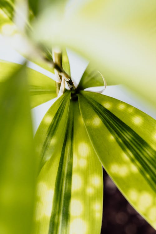 녹색 식물, 레이디 팜, 수직 쐈어의 무료 스톡 사진