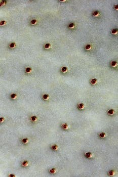 Detailed macro image of Opuntia cactus with patterned texture and spines.