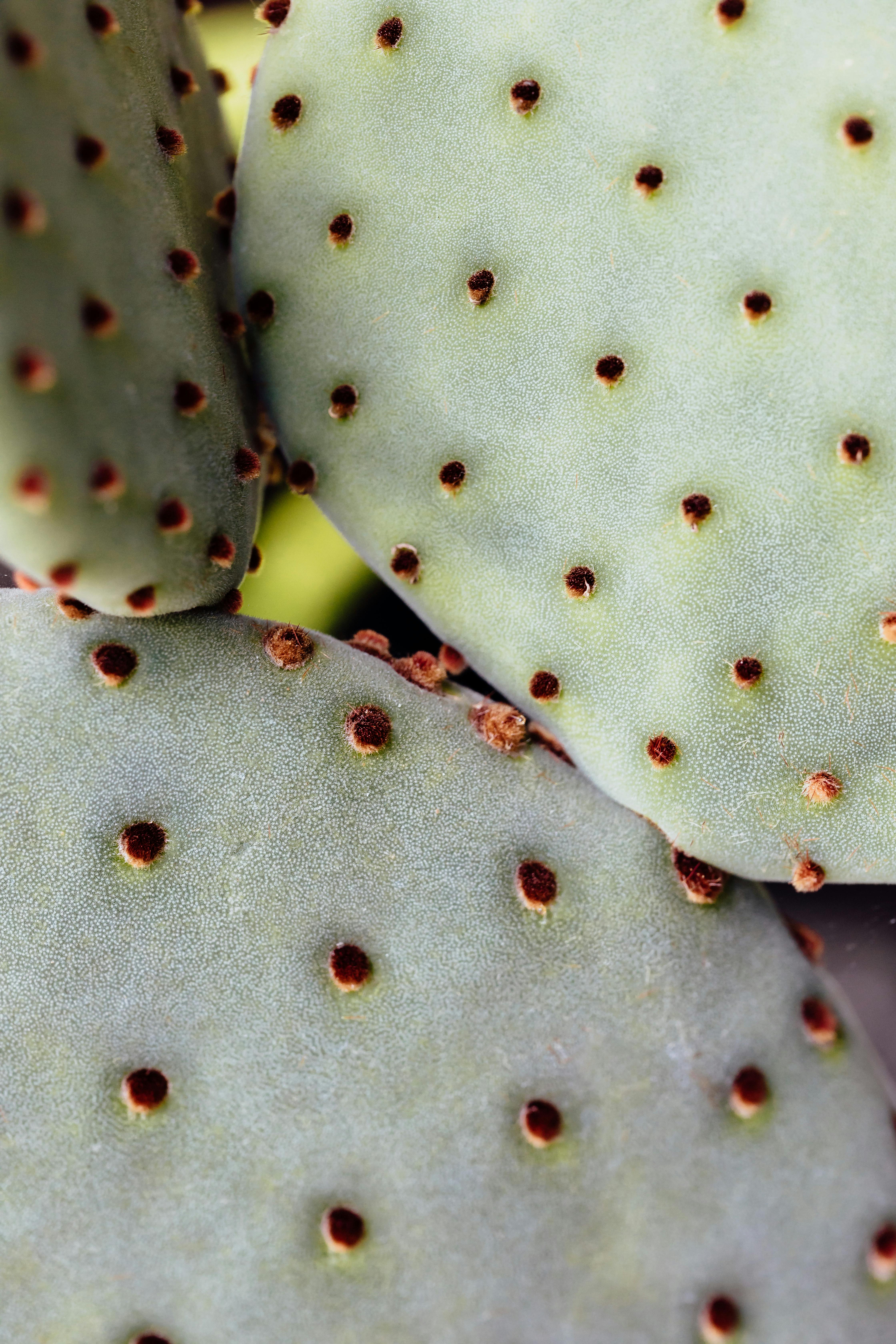 macro photography of a succulent