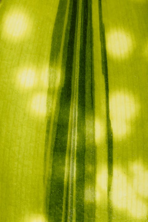 Безкоштовне стокове фото на тему «ботанічний, впритул, зелений»