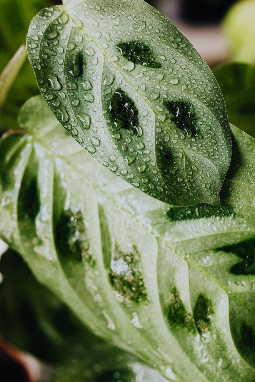 hard water stains on houseplant leaves close up