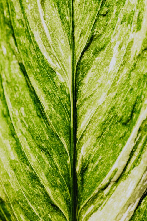 Macro Photography of a Leaf